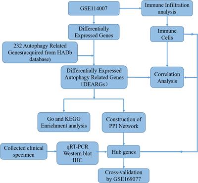Identification of autophagy-related genes in osteoarthritis articular cartilage and their roles in immune infiltration